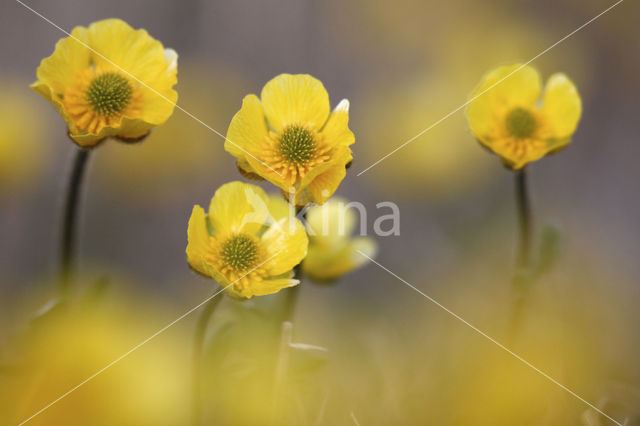 Arctic Buttercup (Catha palustris Flabellifolia)