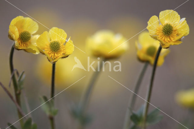 Arctic Buttercup (Catha palustris Flabellifolia)