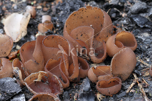 Dadelbruine brandplekbekerzwam (Peziza petersii)