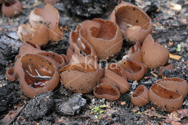 Dadelbruine brandplekbekerzwam (Peziza petersii)