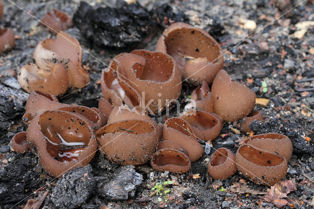 Dadelbruine brandplekbekerzwam (Peziza petersii)