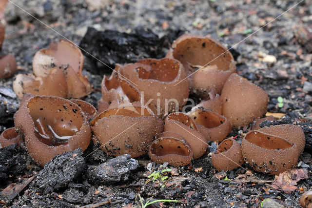 Dadelbruine brandplekbekerzwam (Peziza petersii)