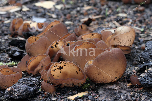 Dadelbruine brandplekbekerzwam (Peziza petersii)