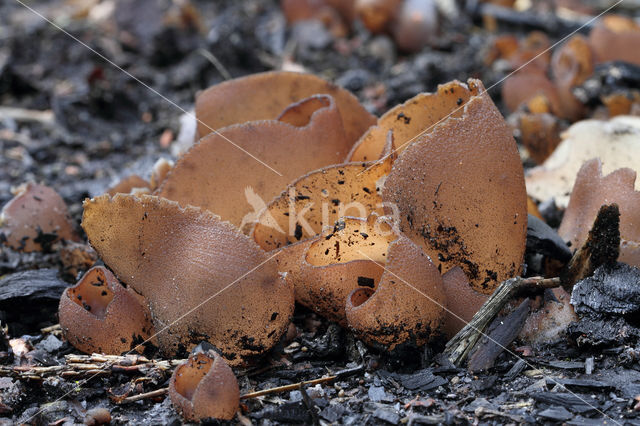 Dadelbruine brandplekbekerzwam (Peziza petersii)