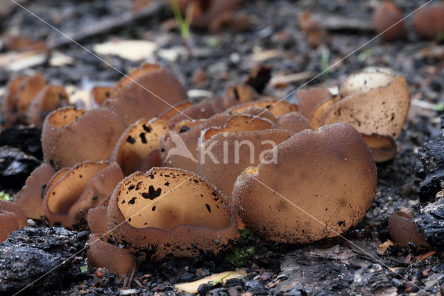 Peziza petersii