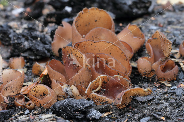 Dadelbruine brandplekbekerzwam (Peziza petersii)