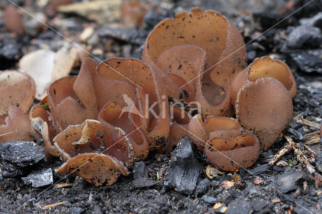 Dadelbruine brandplekbekerzwam (Peziza petersii)