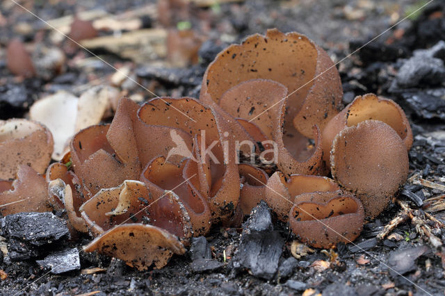 Dadelbruine brandplekbekerzwam (Peziza petersii)