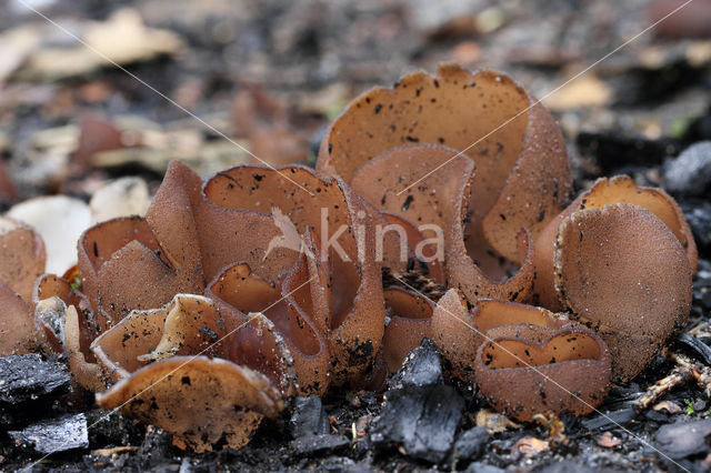 Dadelbruine brandplekbekerzwam (Peziza petersii)