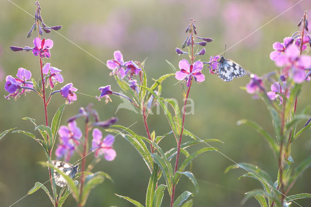 Dambordje (Melanargia galathea)