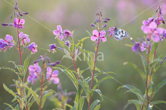 Marbled White (Melanargia galathea)