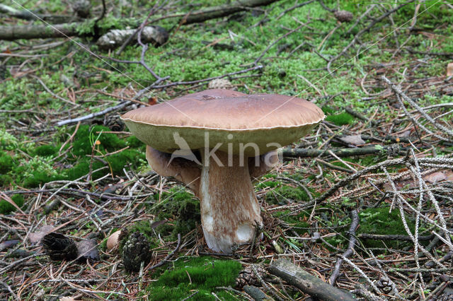 Boletus pinophilus