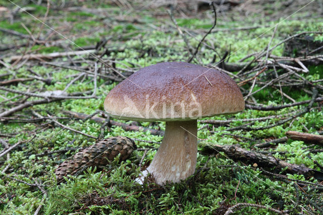 Denne-eekhoorntjesbrood (Boletus pinophilus)