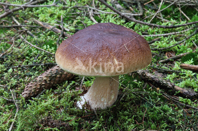 Denne-eekhoorntjesbrood (Boletus pinophilus)