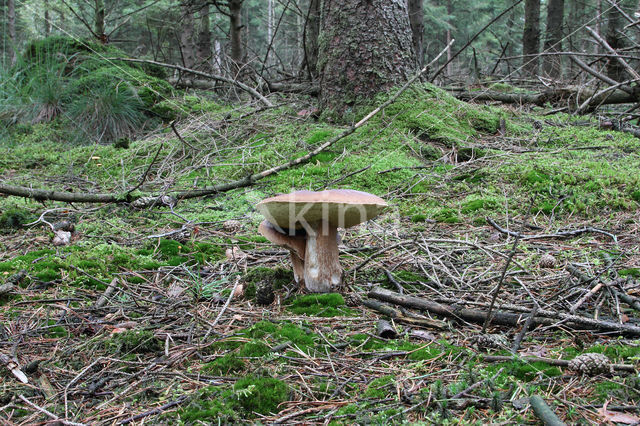 Denne-eekhoorntjesbrood (Boletus pinophilus)