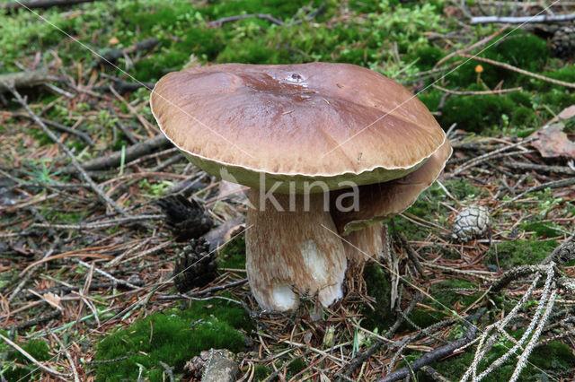 Denne-eekhoorntjesbrood (Boletus pinophilus)