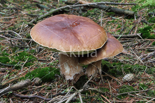 Denne-eekhoorntjesbrood (Boletus pinophilus)