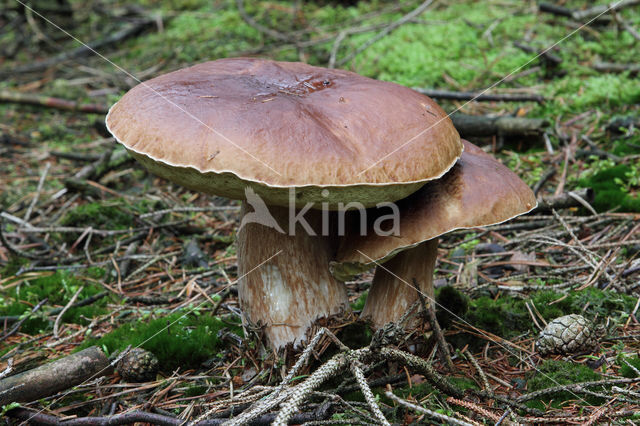 Boletus pinophilus