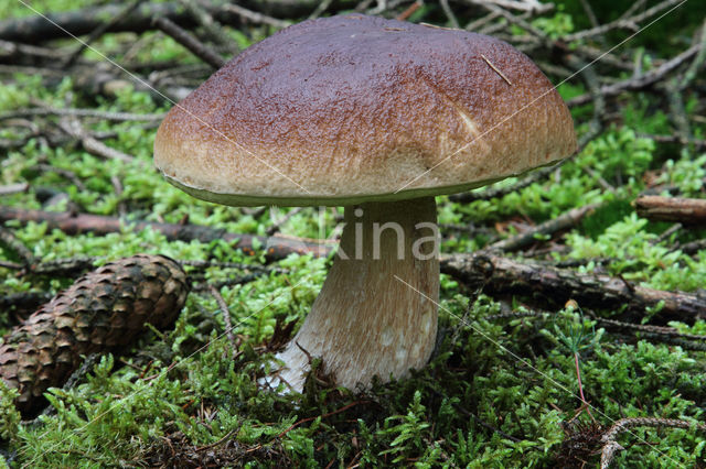 Boletus pinophilus