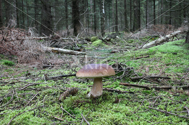 Boletus pinophilus