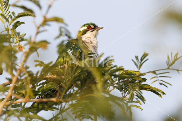 Diederiks Koekoek (Chrysococcyx caprius)