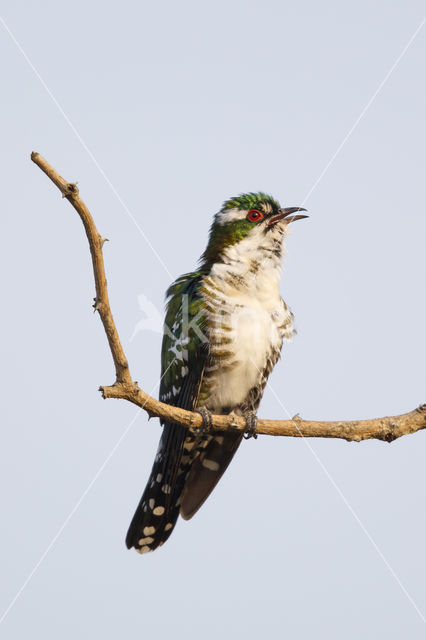 Diederiks Koekoek (Chrysococcyx caprius)