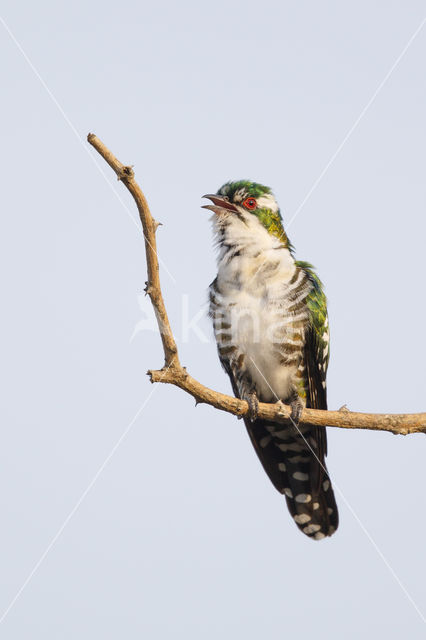 Diederiks Koekoek (Chrysococcyx caprius)