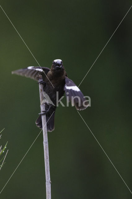 Grosbeak Weaver (Amblyospiza albifrons)