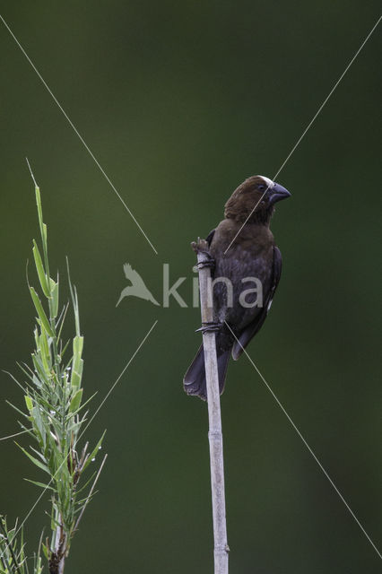 Grosbeak Weaver (Amblyospiza albifrons)