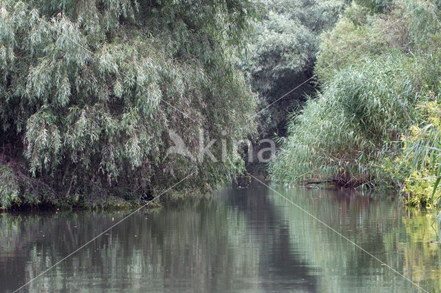 Donau delta