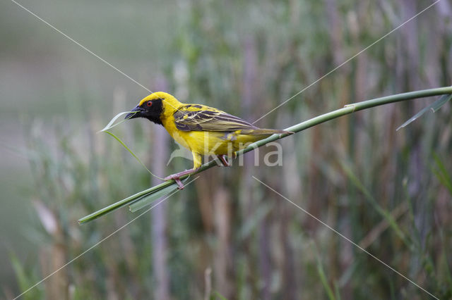 Village Weaver (Ploceus cucullatus)