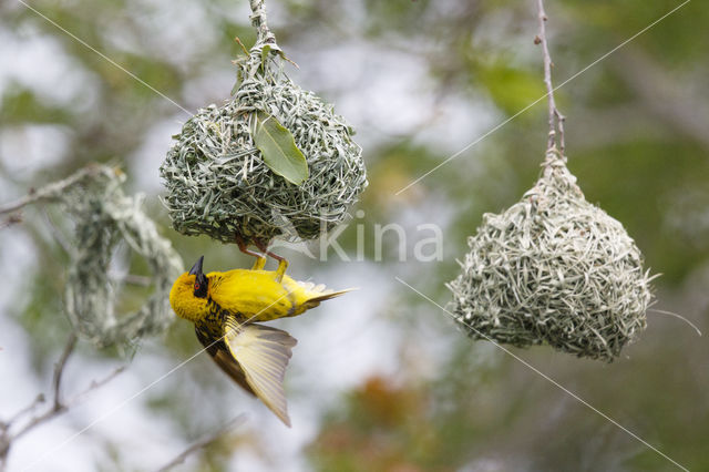 Village Weaver (Ploceus cucullatus)