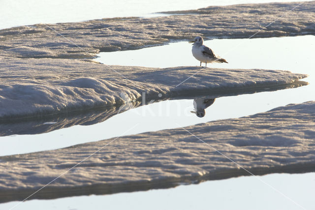 Black-legged Kittiwake (Rissa tridactyla)