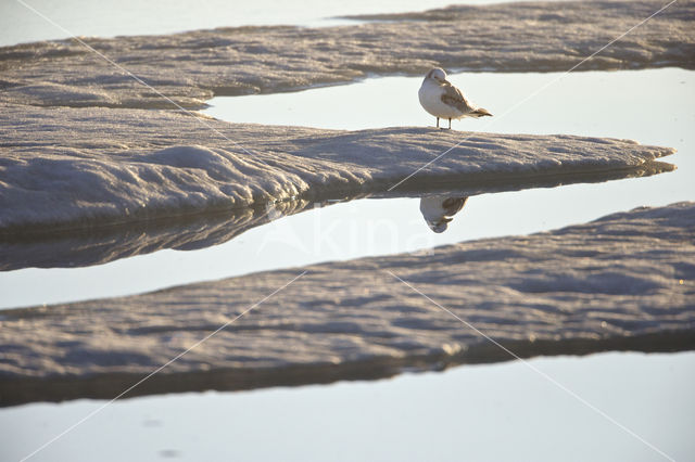 Black-legged Kittiwake (Rissa tridactyla)