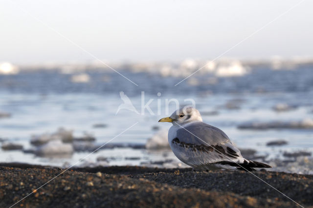 Black-legged Kittiwake (Rissa tridactyla)