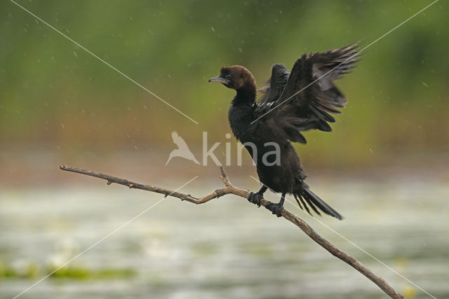 Dwergaalscholver (Phalacrocorax pygmeus)