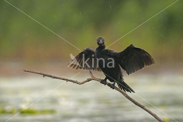 Dwergaalscholver (Phalacrocorax pygmeus)