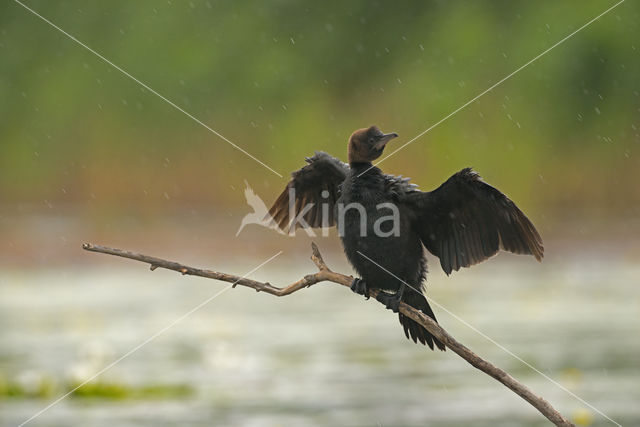 Dwergaalscholver (Phalacrocorax pygmeus)