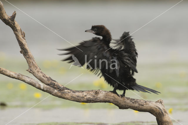 Dwergaalscholver (Phalacrocorax pygmeus)