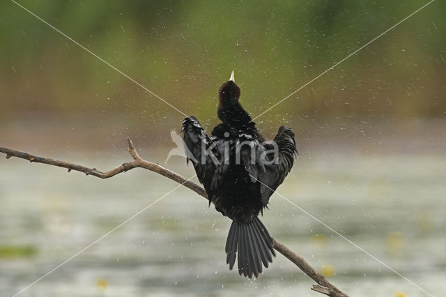 Dwergaalscholver (Phalacrocorax pygmeus)