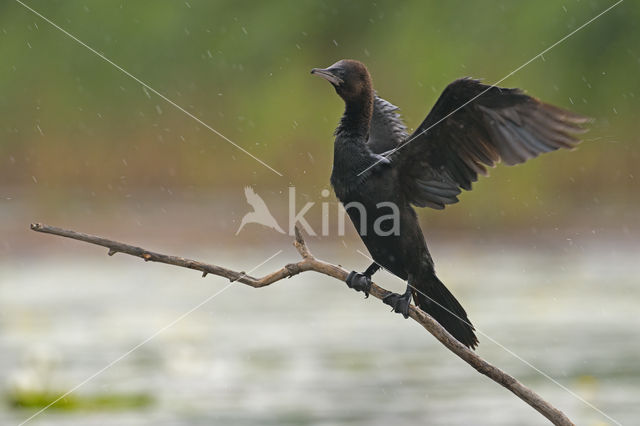 Dwergaalscholver (Phalacrocorax pygmeus)