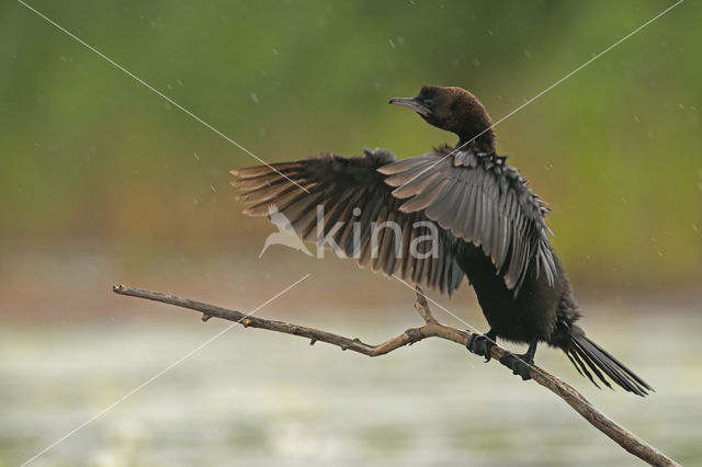 Dwergaalscholver (Phalacrocorax pygmeus)