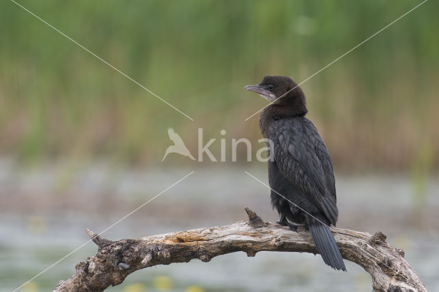 Pygmy Cormorant (Phalacrocorax pygmeus)