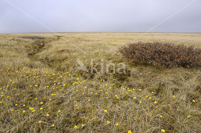 dwarf willow (Salix spec)