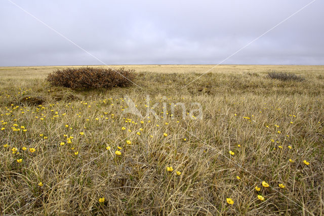 dwarf willow (Salix spec)