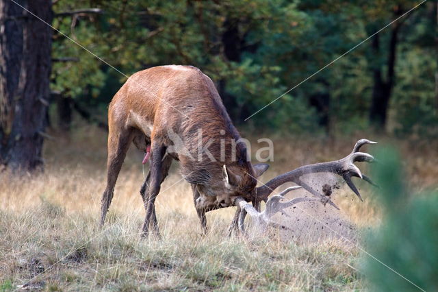 Red Deer (Cervus elaphus)