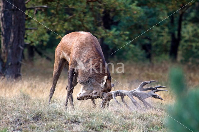 Red Deer (Cervus elaphus)