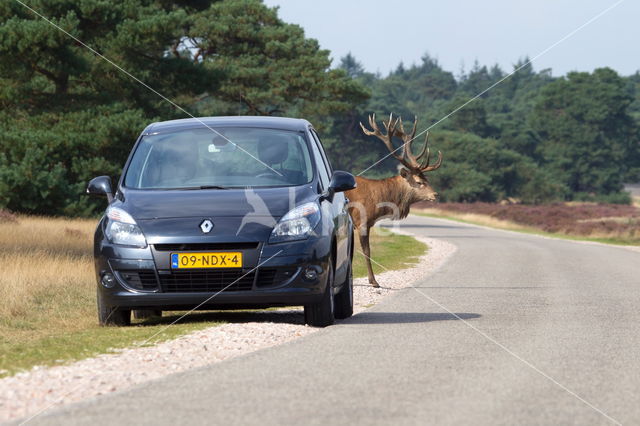 Red Deer (Cervus elaphus)