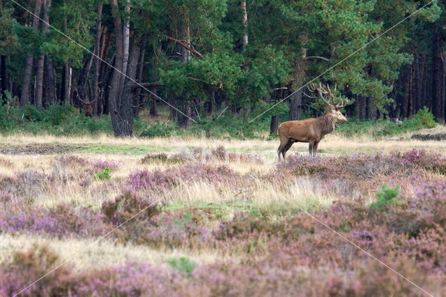 Edelhert (Cervus elaphus)