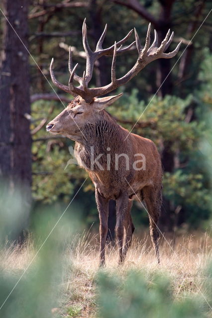 Red Deer (Cervus elaphus)